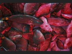 082 17fefe91b8fd9f727519cba5ea56619d Poissons Rouges