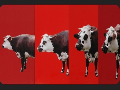 118 5ce2fa74c78f95a747cfcc94f2b347f1 Vaches rouges